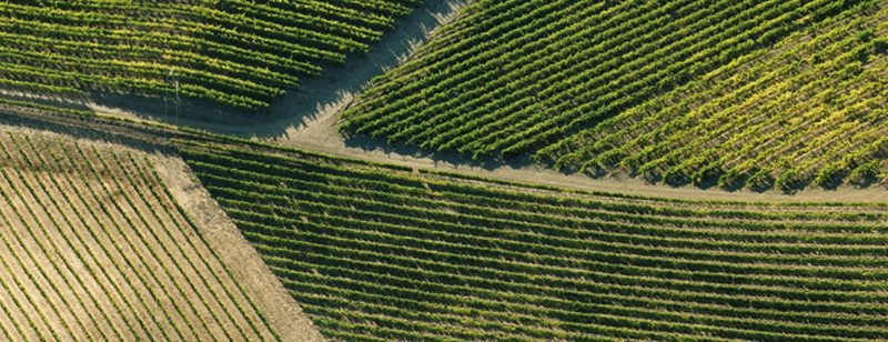 El origen del vino en Calatayud